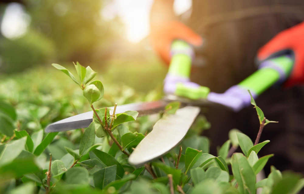 Best Professional Landscaping Services In Arkansas City, KS